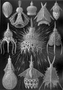 Haeckel, planche des Cyrtoidea